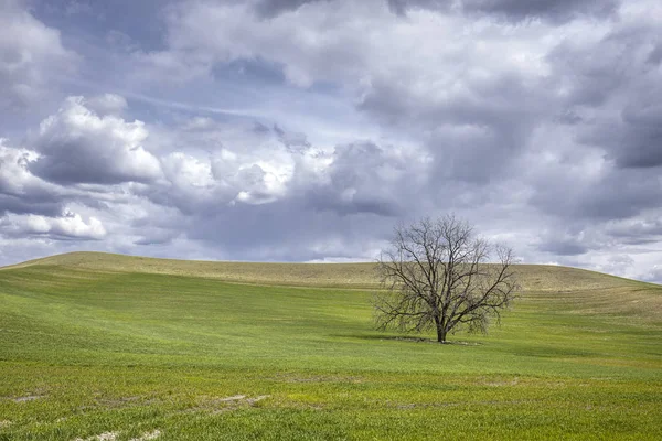 Одинокое дерево под облачным небом в Палузе . — стоковое фото