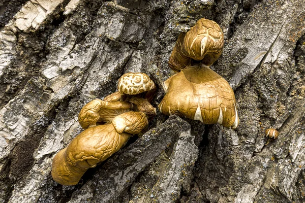 Cluster de conques sur un arbre . — Photo