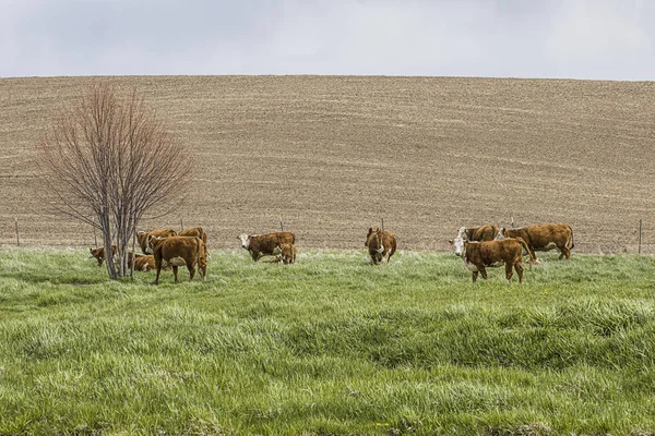 Vacas pastando en el este de Washington . — Foto de Stock