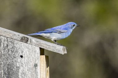 Dağ bluebird onun kuş evi üzerine tünemiş.