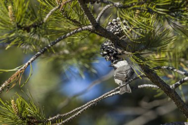 Dağ chickadee bir dalı tünemiş.