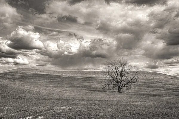 Monochromatická fotografie stromu v poli. — Stock fotografie