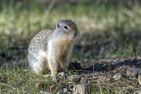 Cute Columbian Ground Squirrel. — Stock Photo, Image