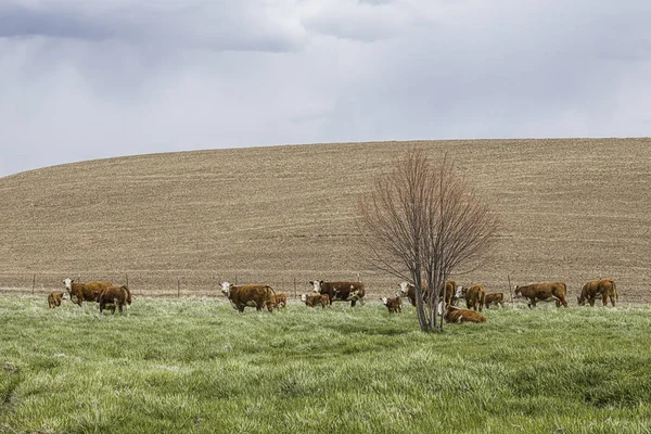 Pastoreo de ganado en la zona de palouse de Washington . — Foto de Stock