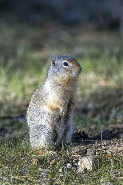 Carino scoiattolo terra seduto in posizione verticale . — Foto Stock