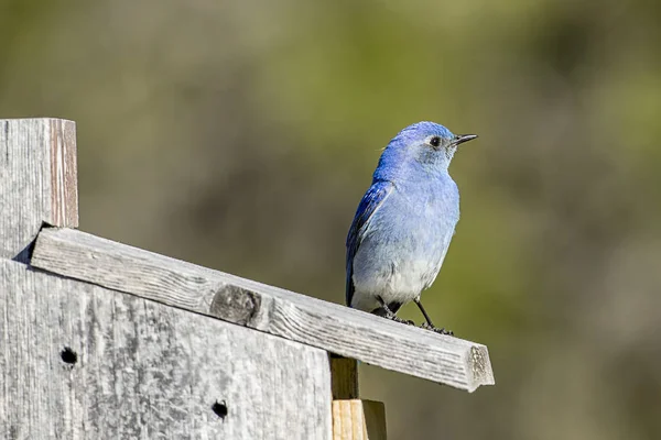 Bluebird na borda de uma casa de pássaros . — Fotografia de Stock