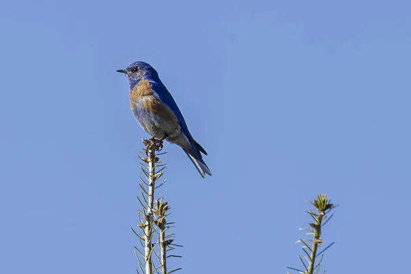 Męski zachodni Bluebird na Treetop. — Zdjęcie stockowe