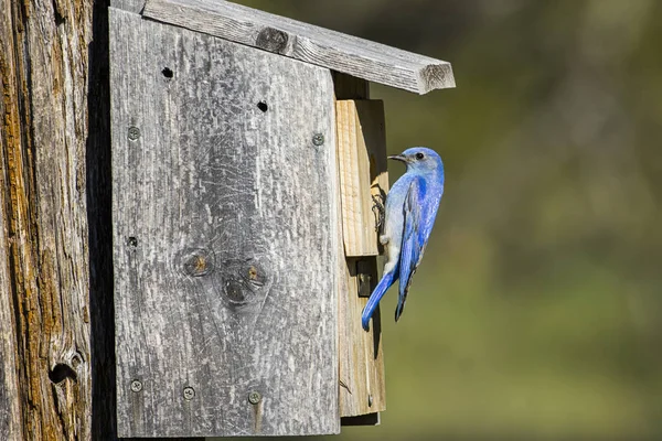 Mountain Bluebird på sidan av Bird House. — Stockfoto