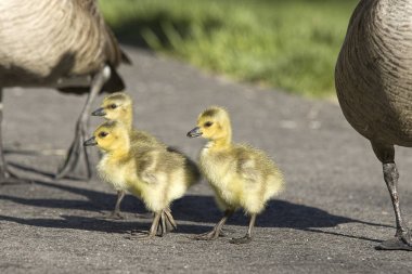 Ebeveynleri ile üç goslings.