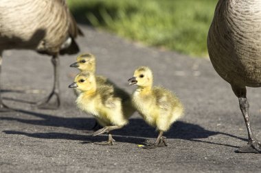 Üç sevimli goslings birlikte yürüyüş.