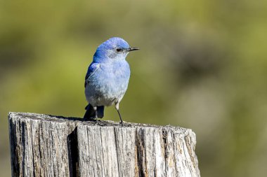 Sevimli bluebird bir yazı üzerinde.