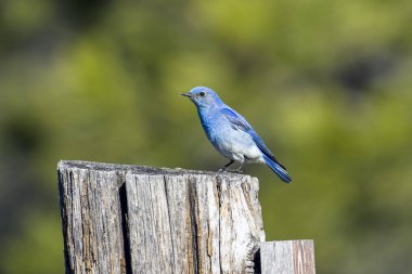 Dağ bluebird yan profili.