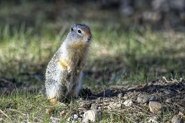 Ground squirrel sits on its hind legs. — Stock Photo, Image