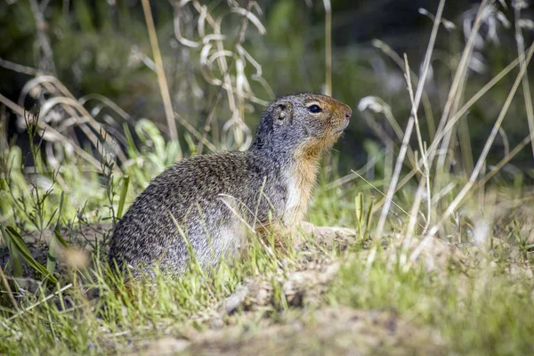 Kleines kolumbianisches Ziesel. — Stockfoto