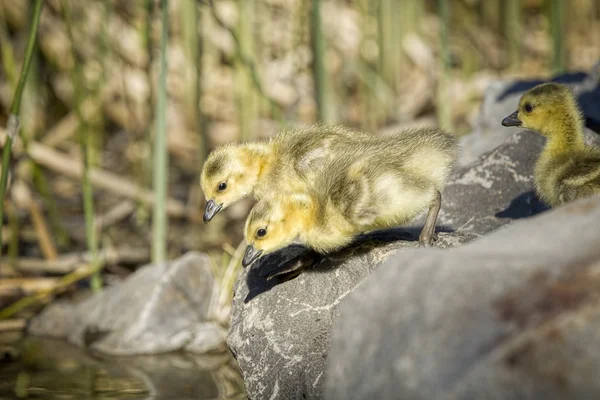 Goslings se preparando para saltar para a água . — Fotografia de Stock