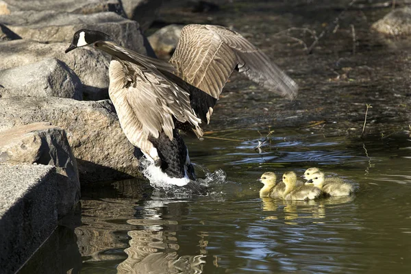 Mother goose and goslings. — Stock Photo, Image