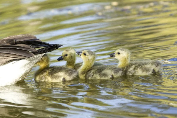 Goslings úszni mögött anyja. — Stock Fotó