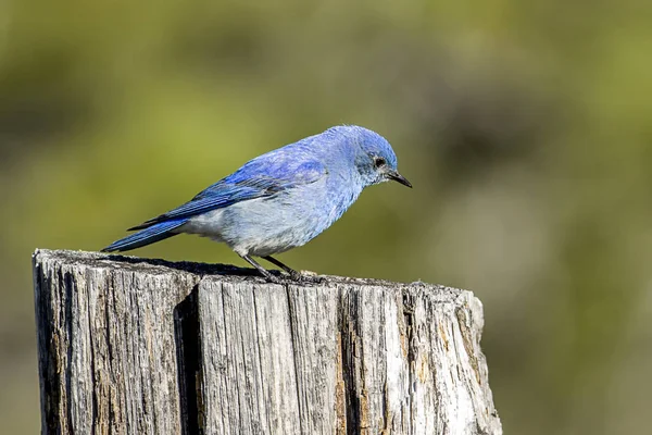 Seitenansicht eines Blauvogels auf einem Pfosten. — Stockfoto