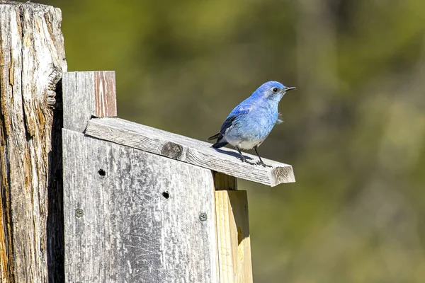 Tiny Mountain Bluebird på Birdhouse. — Stockfoto