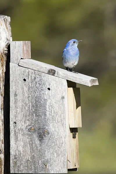 Cute tiny mountain bluebird on bird house. — Stock Photo, Image