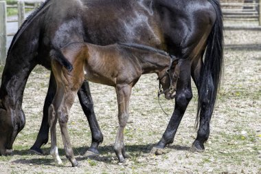 Colt annesinin yanında duruyor..