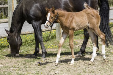 Annesinin yanında sevimli tay.