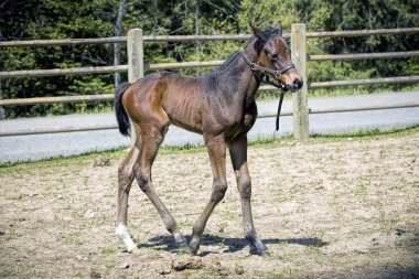 Bir alanda colt portresi.