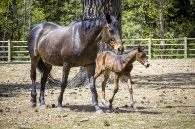 Anne ve tay birlikte yürüyor.