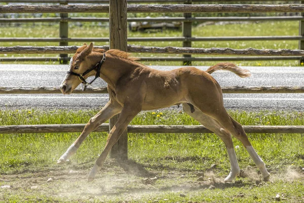 Colt běží v plném kroku. — Stock fotografie