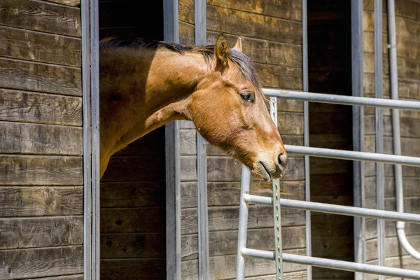 Cabeza de caballo en la puerta del granero . — Foto de Stock