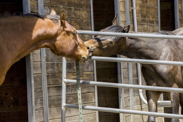 Dos caballos interactúan entre sí . — Foto de Stock