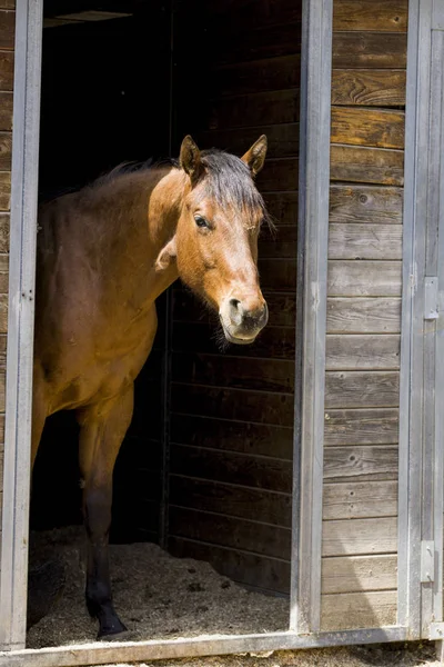Horse at barn door. — Stock Photo, Image