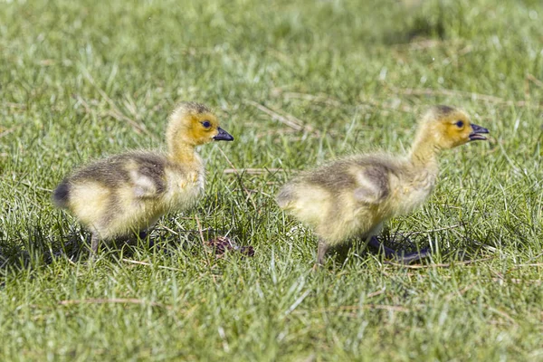 Dois gansos bonitos caminham na grama . — Fotografia de Stock