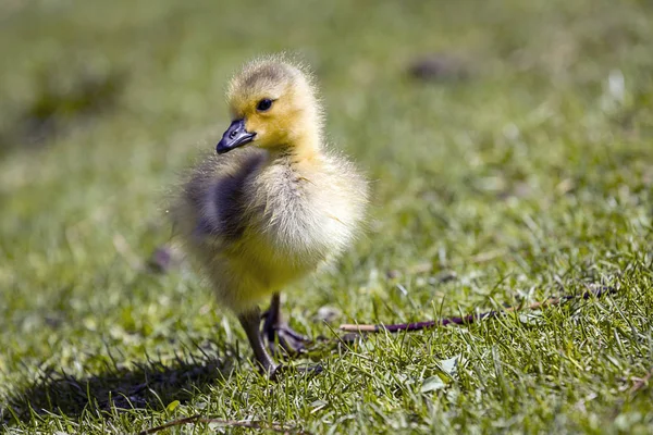 Gosling stands in green grass. — Stock Photo, Image