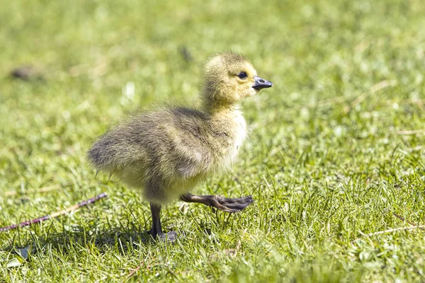 Little gosling marches along in the grass. — Stock Photo, Image