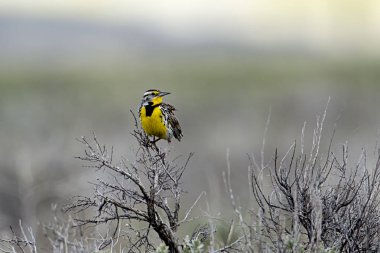 Western Meadowlark perched on branch.