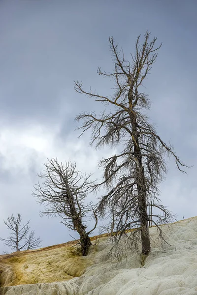 Arbres stériles dans les gisements minéraux . — Photo