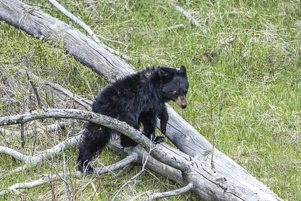 クマのカブは木の幹の上に登る. — ストック写真