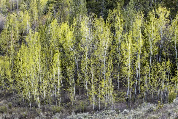 Groupe de trembles aux feuilles jaunes . — Photo