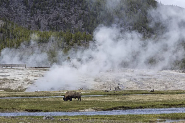 Yellowstone Park'ta bizon otluyor — Stok fotoğraf