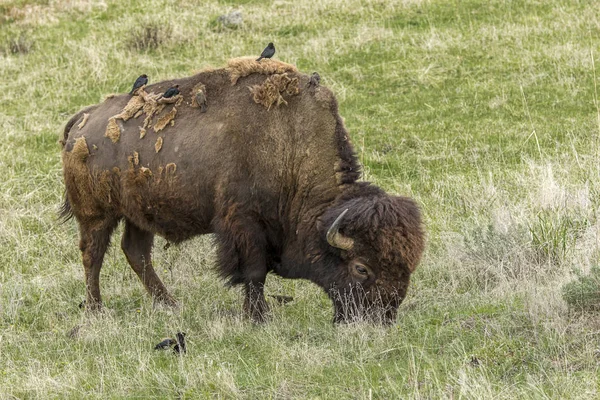 Bison with birds on it. — Stock Photo, Image