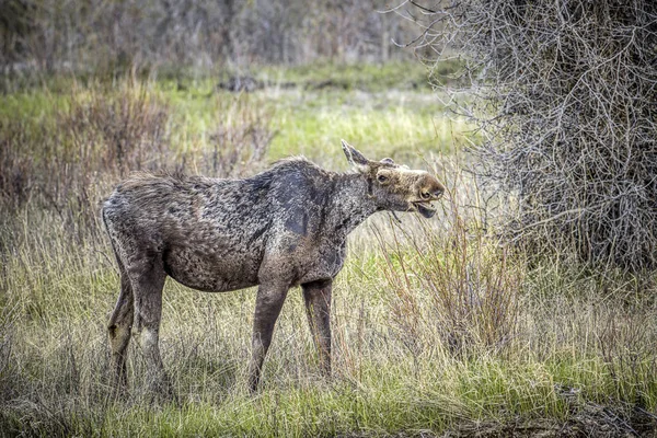 Moose žere listí z větve. — Stock fotografie