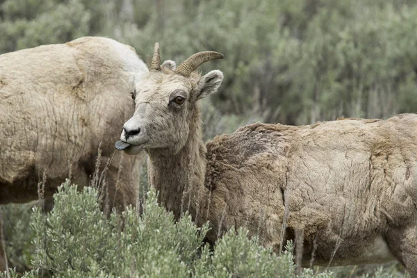 Joven oveja bighorn con la lengua fuera . —  Fotos de Stock