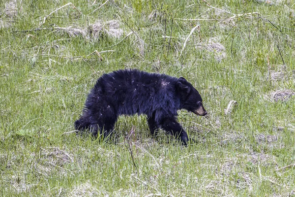 草の中を歩くクマのカブ. — ストック写真