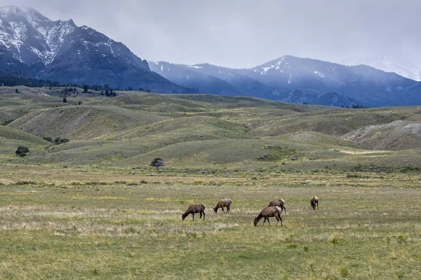 Herd of Elk by Gardiner, MT. — Stock Photo, Image