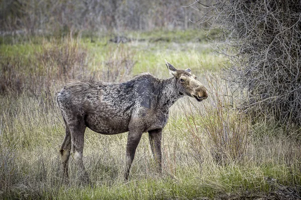 Female moose grazes in the grass. — Stock Photo, Image