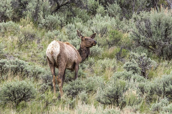 Female Elk Grazes Sagebrush North End Yellowstone Park — Stock Photo, Image