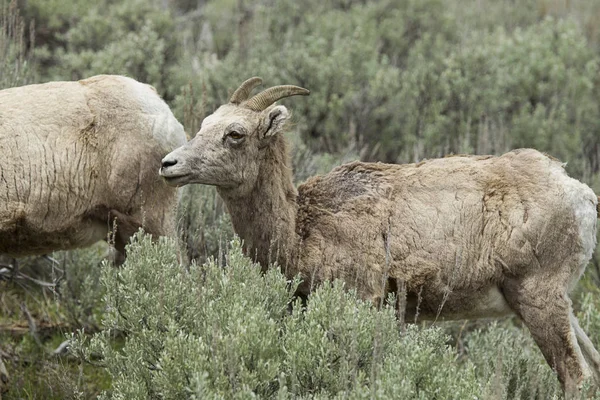 Ritratto laterale di voi pecore bighorn . — Foto Stock