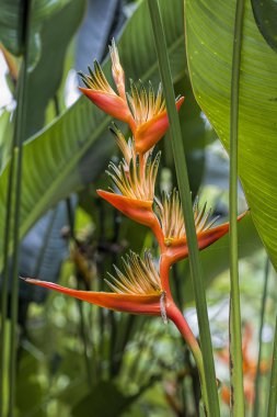 Kırmızı bir heliconia yakın.
