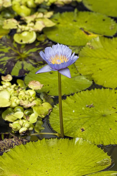 Ninfee in un laghetto da giardino . — Foto Stock